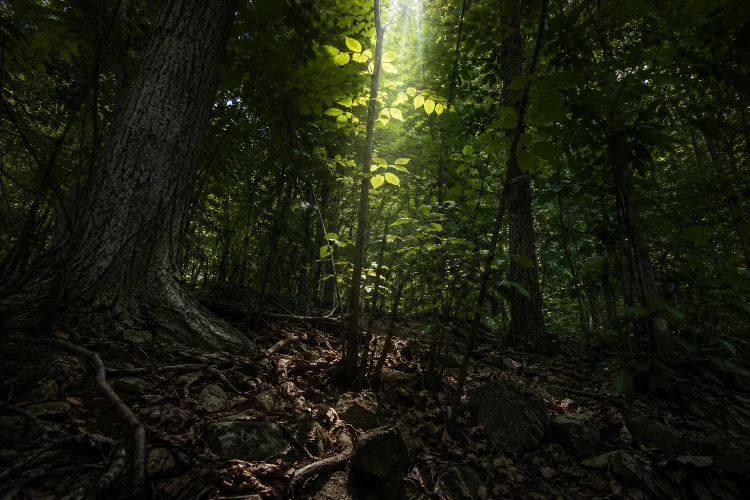 How Forest Plants Compete for Light, Water, Nutrients, and Space