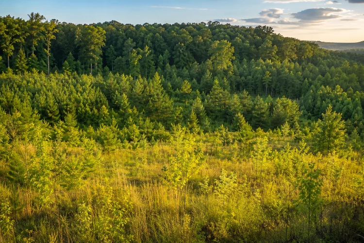 How Forests Naturally Change Through Different Stages of Development