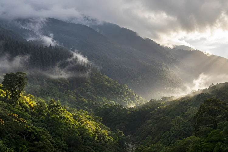 How Temperature and Rainfall Shape Forest Ecosystems