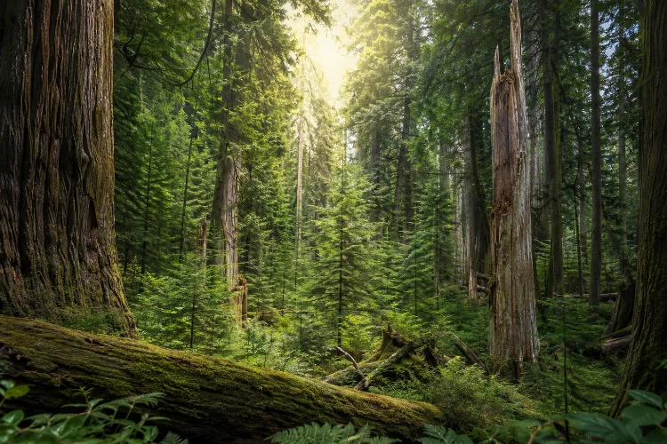 Understanding Forest Stand Structure for Better Management Decisions