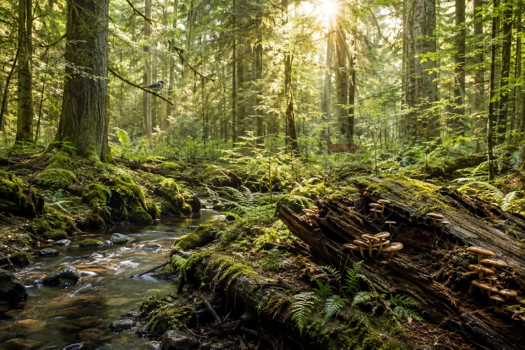 Understanding How Forest Ecosystems Function and Change Over Time