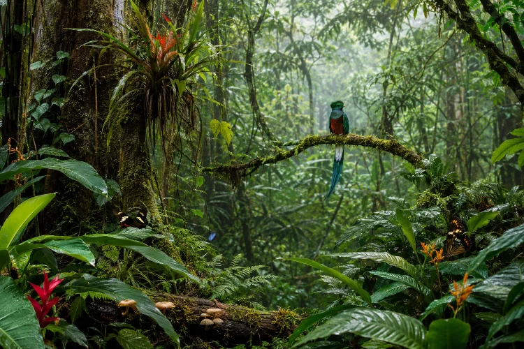 Why Biodiversity Is Essential for Healthy and Resilient Forest Systems